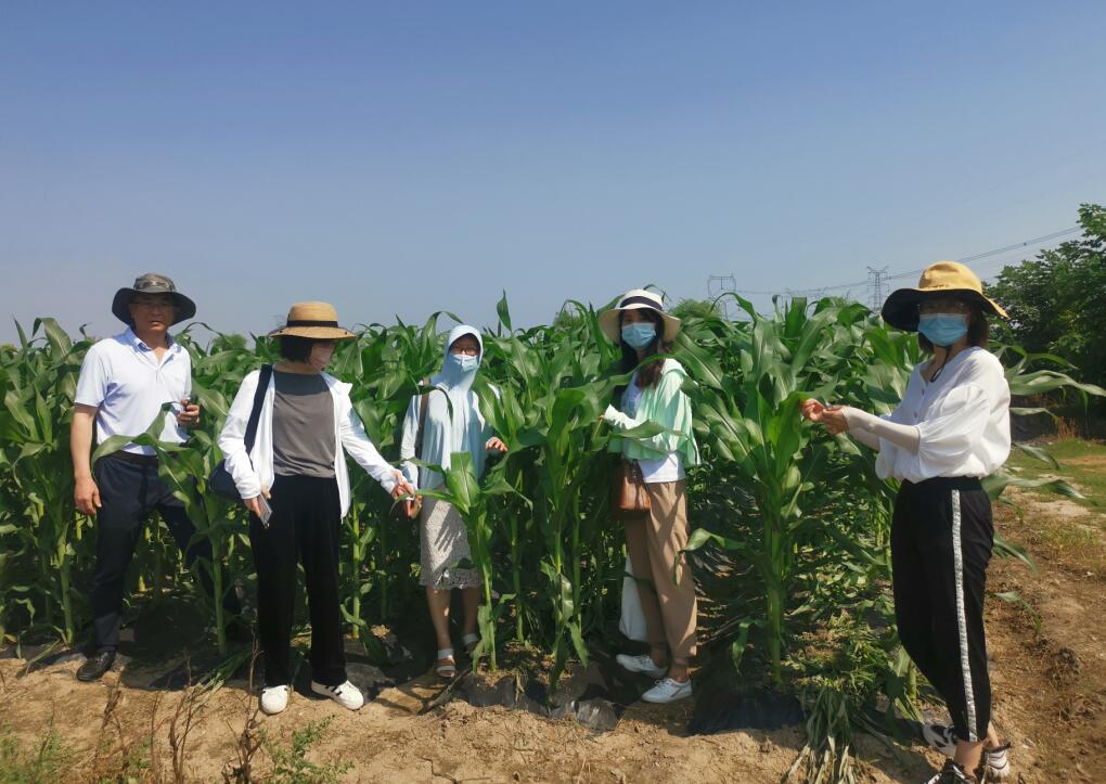 上海市玉米产业体系首席专家莅临嘉定指导工作